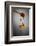 1 Tablespoon Honey-Steve Gadomski-Framed Photographic Print