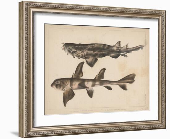 1. Triakis Scyllium, 2. Cestracion Phillippi, 1855-H. Patterson-Framed Giclee Print