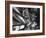 10-Day Sailing Cruise-Michael Rougier-Framed Photographic Print