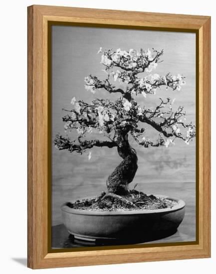 100-Year-Old Bonsai Cherry Tree in Collection of Keibun Tanaka-null-Framed Premier Image Canvas