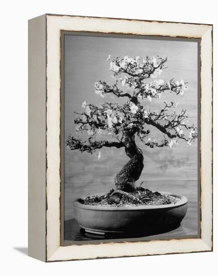 100-Year-Old Bonsai Cherry Tree in Collection of Keibun Tanaka-null-Framed Premier Image Canvas