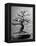 100-Year-Old Bonsai Cherry Tree in Collection of Keibun Tanaka-null-Framed Premier Image Canvas