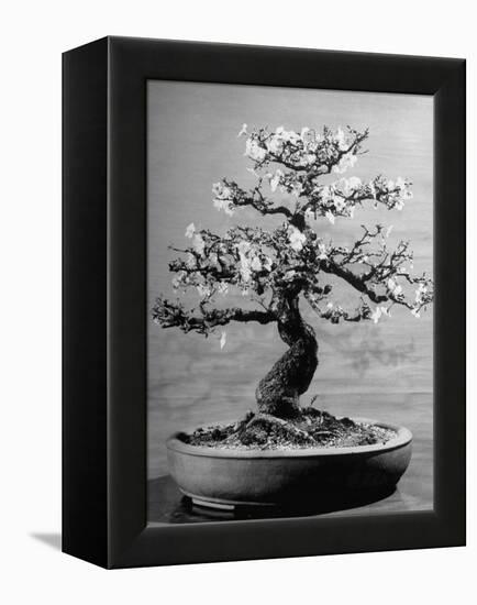 100-Year-Old Bonsai Cherry Tree in Collection of Keibun Tanaka-null-Framed Premier Image Canvas