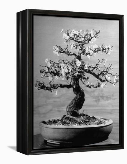 100-Year-Old Bonsai Cherry Tree in Collection of Keibun Tanaka-null-Framed Premier Image Canvas