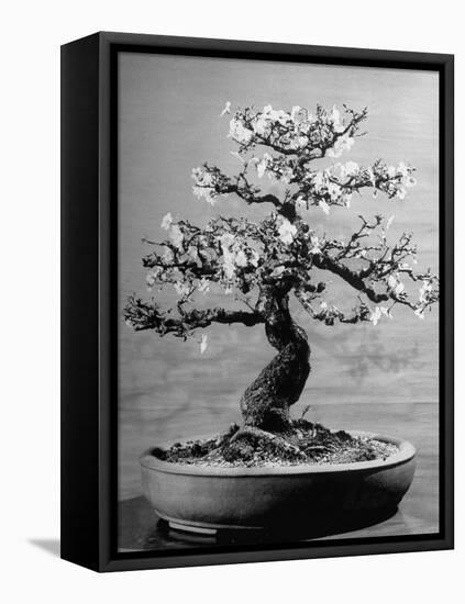 100-Year-Old Bonsai Cherry Tree in Collection of Keibun Tanaka-null-Framed Premier Image Canvas