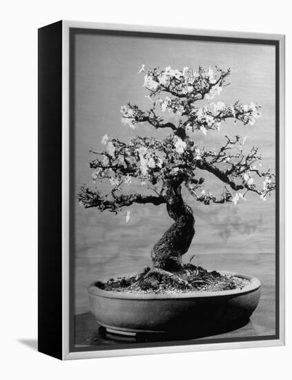 100-Year-Old Bonsai Cherry Tree in Collection of Keibun Tanaka-null-Framed Premier Image Canvas