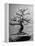 100-Year-Old Bonsai Cherry Tree in Collection of Keibun Tanaka-null-Framed Premier Image Canvas