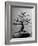 100-Year-Old Bonsai Cherry Tree in Collection of Keibun Tanaka-null-Framed Photographic Print