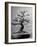 100-Year-Old Bonsai Cherry Tree in Collection of Keibun Tanaka-null-Framed Photographic Print