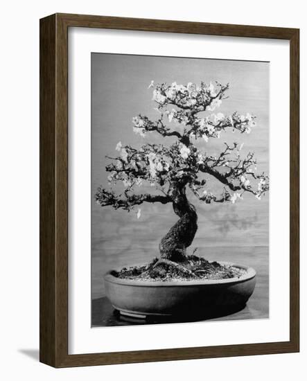 100-Year-Old Bonsai Cherry Tree in Collection of Keibun Tanaka-null-Framed Photographic Print