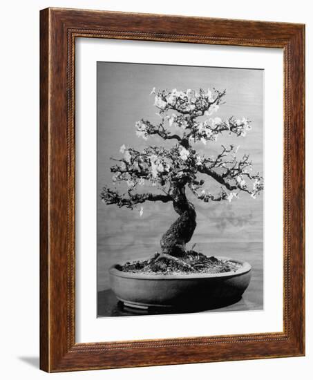 100-Year-Old Bonsai Cherry Tree in Collection of Keibun Tanaka-null-Framed Photographic Print