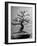 100-Year-Old Bonsai Cherry Tree in Collection of Keibun Tanaka-null-Framed Photographic Print