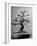 100-Year-Old Bonsai Cherry Tree in Collection of Keibun Tanaka-null-Framed Photographic Print