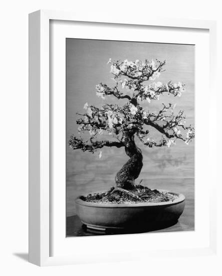 100-Year-Old Bonsai Cherry Tree in Collection of Keibun Tanaka-null-Framed Photographic Print