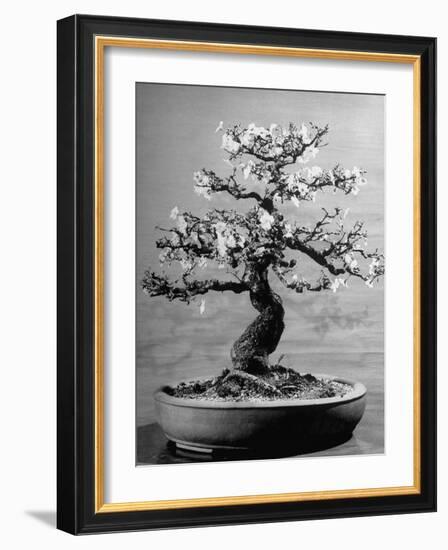 100-Year-Old Bonsai Cherry Tree in Collection of Keibun Tanaka-null-Framed Photographic Print