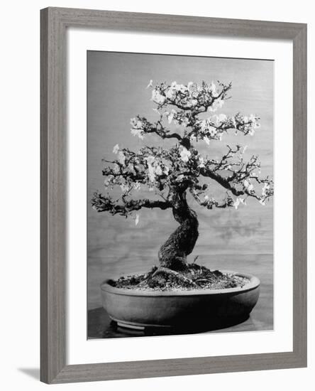 100-Year-Old Bonsai Cherry Tree in Collection of Keibun Tanaka-null-Framed Photographic Print