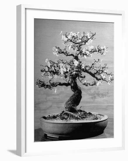 100-Year-Old Bonsai Cherry Tree in Collection of Keibun Tanaka-null-Framed Photographic Print