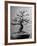 100-Year-Old Bonsai Cherry Tree in Collection of Keibun Tanaka-null-Framed Photographic Print