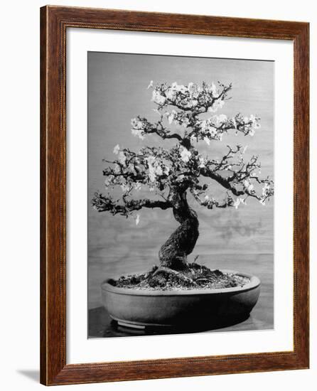100-Year-Old Bonsai Cherry Tree in Collection of Keibun Tanaka-null-Framed Photographic Print