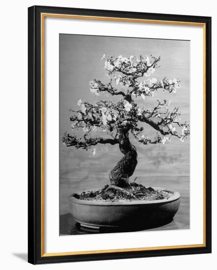 100-Year-Old Bonsai Cherry Tree in Collection of Keibun Tanaka-null-Framed Photographic Print