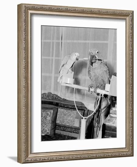 100 Year Old Parrot 1952-Staff-Framed Photographic Print