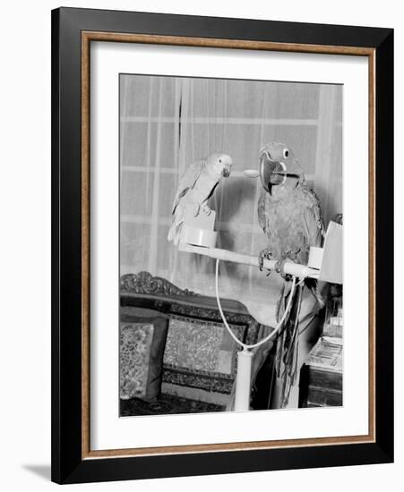 100 Year Old Parrot 1952-Staff-Framed Photographic Print