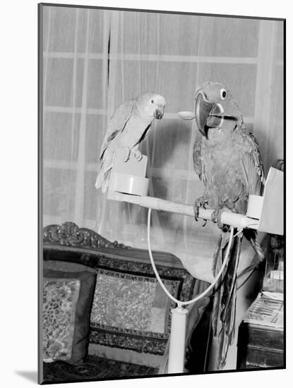 100 Year Old Parrot 1952-Staff-Mounted Photographic Print