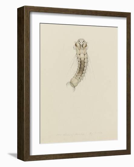 1001. Larva of Annelid, Aug. 1. 1854-Philip Henry Gosse-Framed Giclee Print