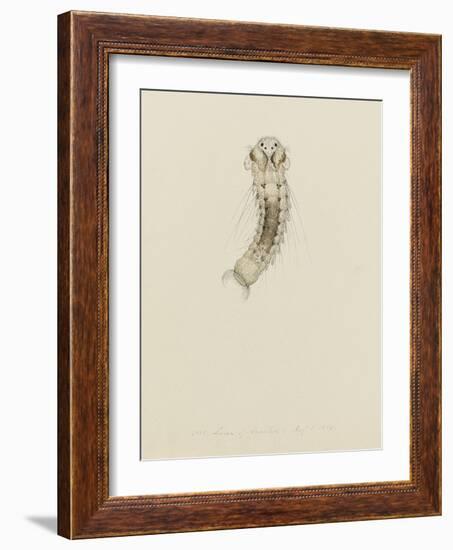 1001. Larva of Annelid, Aug. 1. 1854-Philip Henry Gosse-Framed Giclee Print