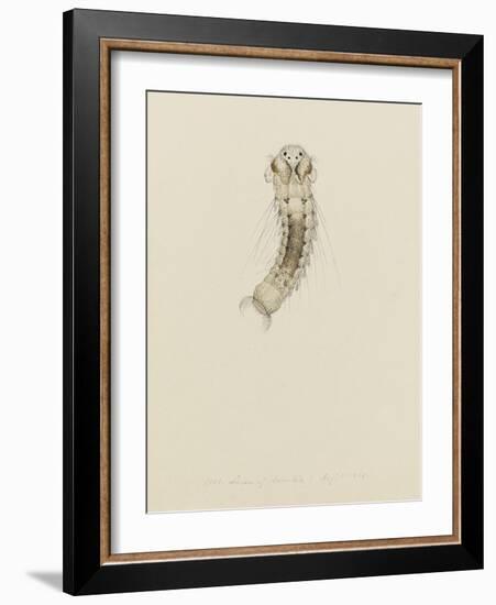 1001. Larva of Annelid, Aug. 1. 1854-Philip Henry Gosse-Framed Giclee Print