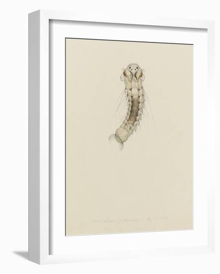 1001. Larva of Annelid, Aug. 1. 1854-Philip Henry Gosse-Framed Giclee Print