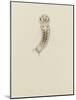1001. Larva of Annelid, Aug. 1. 1854-Philip Henry Gosse-Mounted Giclee Print