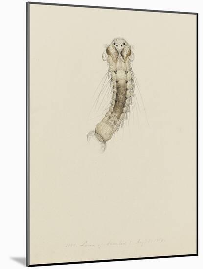 1001. Larva of Annelid, Aug. 1. 1854-Philip Henry Gosse-Mounted Giclee Print