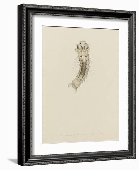 1001. Larva of Annelid, Aug. 1. 1854-Philip Henry Gosse-Framed Giclee Print