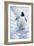 1009 Gentoo Penguin-Jeremy Paul-Framed Giclee Print