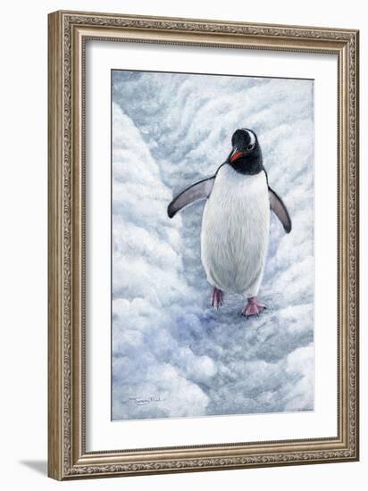 1009 Gentoo Penguin-Jeremy Paul-Framed Giclee Print