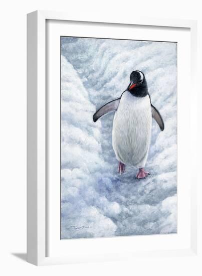 1009 Gentoo Penguin-Jeremy Paul-Framed Giclee Print