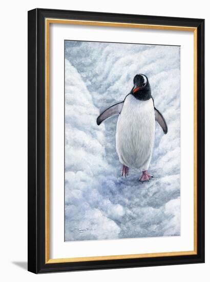 1009 Gentoo Penguin-Jeremy Paul-Framed Giclee Print