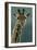 1031 Giraffe Beauty-Jeremy Paul-Framed Giclee Print