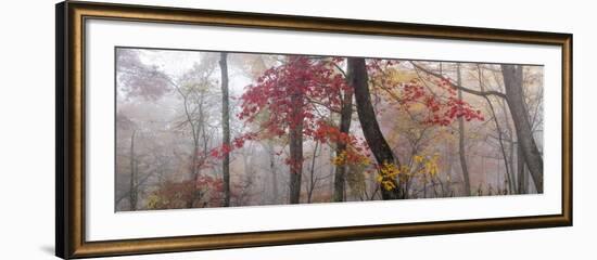 1070 Garnet and Gold-Doug Cavanah-Framed Giclee Print