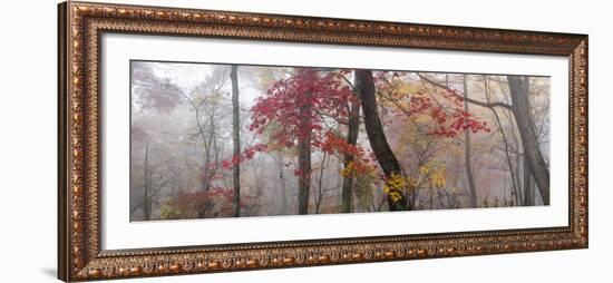 1070 Garnet and Gold-Doug Cavanah-Framed Giclee Print