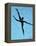 10CO-Pierre Henri Matisse-Framed Premier Image Canvas