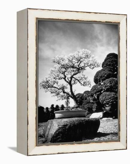 110 Year Old Bonsai Maple Tree on Estate of Collector Keibun Tanaka in Suburb of Tokyo-Alfred Eisenstaedt-Framed Premier Image Canvas