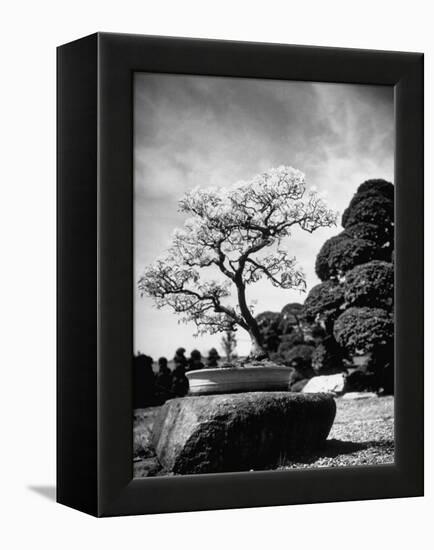 110 Year Old Bonsai Maple Tree on Estate of Collector Keibun Tanaka in Suburb of Tokyo-Alfred Eisenstaedt-Framed Premier Image Canvas