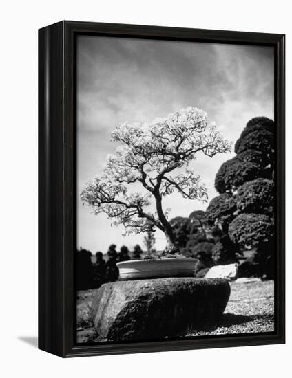 110 Year Old Bonsai Maple Tree on Estate of Collector Keibun Tanaka in Suburb of Tokyo-Alfred Eisenstaedt-Framed Premier Image Canvas