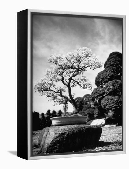 110 Year Old Bonsai Maple Tree on Estate of Collector Keibun Tanaka in Suburb of Tokyo-Alfred Eisenstaedt-Framed Premier Image Canvas