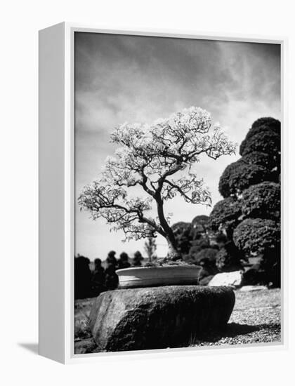 110 Year Old Bonsai Maple Tree on Estate of Collector Keibun Tanaka in Suburb of Tokyo-Alfred Eisenstaedt-Framed Premier Image Canvas