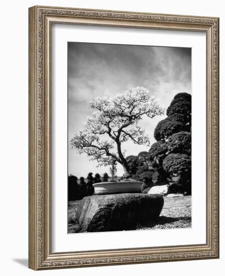 110 Year Old Bonsai Maple Tree on Estate of Collector Keibun Tanaka in Suburb of Tokyo-Alfred Eisenstaedt-Framed Photographic Print