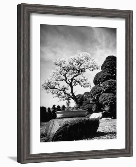 110 Year Old Bonsai Maple Tree on Estate of Collector Keibun Tanaka in Suburb of Tokyo-Alfred Eisenstaedt-Framed Photographic Print