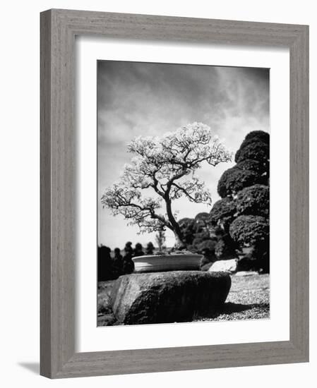 110 Year Old Bonsai Maple Tree on Estate of Collector Keibun Tanaka in Suburb of Tokyo-Alfred Eisenstaedt-Framed Photographic Print